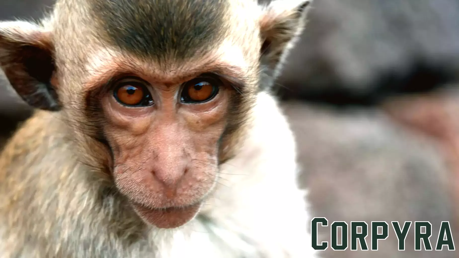 Monkey business: Small fleet keeps getting violations for handling lab animals