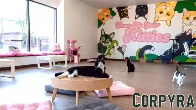 Downtown cat cafe to close
