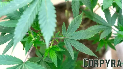 Minnesota Opens Applications for Cannabis Business Licenses