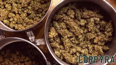 Minnesota Sets Date for Cannabis Business License Lottery