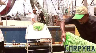 Shrimping Industry in Florida Faces Decline as Family Businesses Struggle