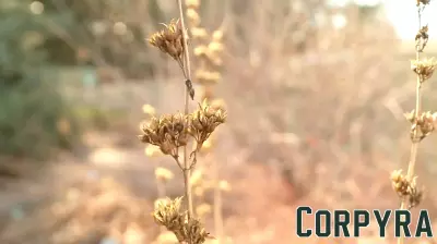 Small Business Administration offering drought disaster loans to Colorado small businesses, nonprofits