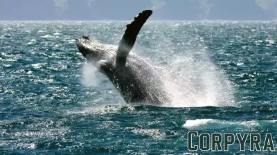 Trump Administration declares pristine Alaskan seafloor “open for business,” mocks environmental safeguards  - Greenpeace