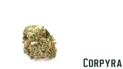 Trump’s Executive Order to Reclassify Cannabis Could Benefit Maryland Businesses