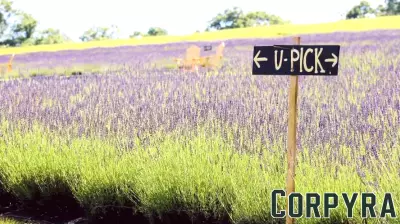 Warner farm’s lavender business flourishes, enabled by USDA value-added grant program